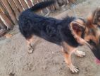German Shepherd Dog