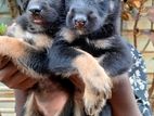 German Shepherd Puppies