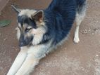 German Shepherd Dog