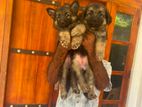 Jerman Shepard Puppy