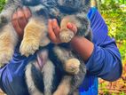 German Shepherd Long Coat Puppies