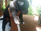 Jermanshepherd බලු පැටව්