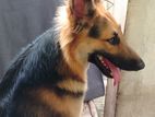 German Shepherd Long Coat Dog