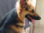 German Shepherd Long Coat Dog