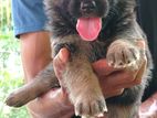 German Shepherd Long Coat Puppies