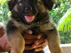German Shepherd Long Coat Puppies