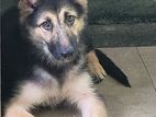 German Shepherd Long Coat Puppies