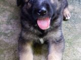 German Shepherd Dog