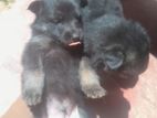German Shepherd Puppy
