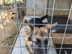 German Shepherd Dog