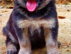 German Shepherd Puppy