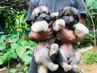 Germen Shepherd Long Coat Puppies