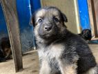 German Sheperd Puppies