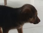Germen Shepherd Puppy