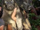 Jermen Shepherd Puppies