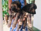 Germen Shepherd Long Coat Puppies
