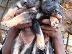 German Shepherd Puppies