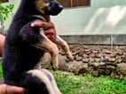 Jermen Shepherd Puppies