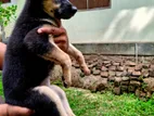 Jermen Shepherd Puppies
