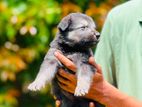 German Shepherd Puppies
