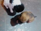 Puppies for A Kind Home