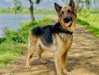 German Shepherd Dog