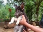 German Shephard Puppy