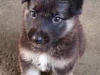 German Shepherd Puppy