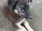 German Shepherd Puppy