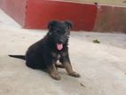 German Shepherd Puppies