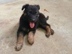 German Shepherd Puppies