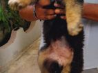 German Shepherd Puppies