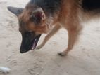 German Shepherd Dog
