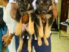 German Sheperd Puppies