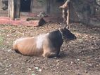 Jersey bull
