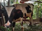 Jersey Bull