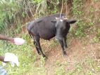 Jersey Bull