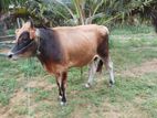 Jersey Bull (ஜெர்சி நம்பன்)