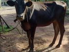 Jersey Cow for sale