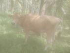 Jersey Cow