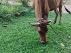 Jersey Cow