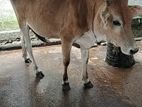 Jersey Cow