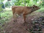 Jersey Cow