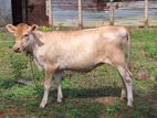 Jersey Cow