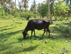Jersey Cow