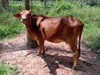 Jersey Cow