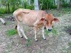 Jersey Female Cow
