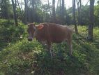 Jersey Cow