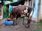 Jersey Cow