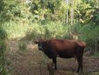 කිරි ගවයෙකු